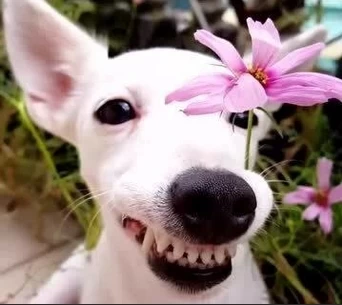 小芒果的头像-松子软件
